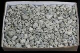 Rough Labradorite (Small Pieces) Wholesale Lot - pounds #59616-3